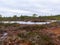 Gloomy bog landscape, grass, moss and swamp pines