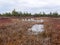 Gloomy bog landscape, grass, moss and swamp pines