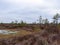 Gloomy bog landscape, grass, moss and swamp pines