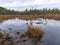 Gloomy bog landscape, grass, moss and swamp pines
