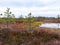 Gloomy bog landscape, grass, moss and swamp pines