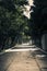 Gloomy corridor with many trees all around