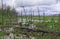 Gloomy dead trees in an impassable swamp