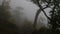 Gloomy foggy forest.
