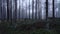 A gloomy, foggy pine forest. Forest in spring, early morning. 4k ProRes footage.