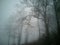 Gloomy forest with the thin, leafless branches of spooky trees hanging down surrounded by mist