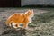 Gloomy ginger cat with green eyes walking in the yard.