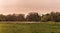 A gloomy landscape on an early spring day. A dead tree still stands in the green field. Taken in SkÃ¥ne Scania, Sweden