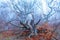 Gloomy landscape - a snag on a mountain slope in autumn fog