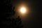 Gloomy mesmerized photo of the full moon against the background of tree branches. Orange fabulous colors of a blurry moon in the
