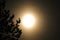 Gloomy mesmerized photo of the full moon against the background of tree branches. Orange fabulous colors of a blurry moon in the