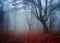 Gloomy misty country road in autumn forest.Shallow depth of field