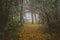 A gloomy misty day in the autumn forest. The road is in the fore