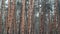 Gloomy Pine Forest During Heavy Rain, Trunks and Crown Trees Through Raindrops