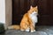 A gloomy red cat sits by the door and looks into the camera.