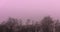 The gloomy row of trees with pink mist