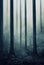 Gloomy, spooky, foggy dark forest landscape. Surreal mysterious horror forest background