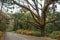 Gloomy street with leafy tree on cloudy day