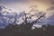 Gloomy surreal landscape with the silhouette of a gnarled tree twigs on a cloudy sky.