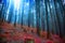 Gloomy surreal woods with lights and red moss, magic fairytale s