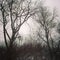 Gloomy trees against cloudy sky