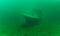 Gloomy underwater wreck of recreational speed boat