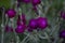 Gloomy view of a field of purple flowers