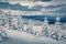 Gloomy winter scene of mountains. Fresh snow covered slopes and fir trees in Carpathian mountains,