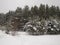 Gloomy winter sky over a growing pine forest.