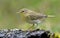 Gloomy Wood Warbler Phylloscopus sibilatrix simple posing in sping forest with green background