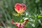 Gloriosa  Glory lily  flowers.