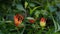 Gloriosa superaba (flame lily, glory lily, gloriosa lily, tiger claw, fire lily, Kembang sungsang).