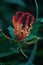 Gloriosa superaba (flame lily, glory lily, gloriosa lily, tiger claw, fire lily, Kembang sungsang).