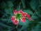 Gloriosa Superba also known Flame Lily