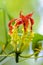 Gloriosa Superba or Climbing Lily flower