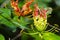 Gloriosa Superba or Climbing Lily flower