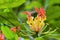 Gloriosa Superba or Climbing Lily flower