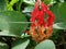 Gloriosa superba, flame lilly, Chidiya Tapu Beach, Andaman Island, India