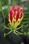 Gloriosa superba rothschildiana