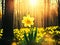 A glorious celebration of spring: radiant daffodil blossom in a forest haven