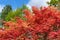 Glorious colours of Japanese Maple tree  Acer palmatum.