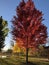 Glorious fall colors reflected on Frenchtown Pond fiery maple