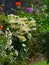 Glorious flowers in a sunny corner of a country garden.