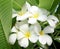 Glorious frangipani (plumeria)