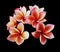 Glorious frangipani or plumeria flowers,