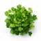 Glorious Green Parsley Leaves On White Background - Aerial View