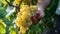 Glorious Harvest: A Close-Up of a Man Collecting Ripe Yellow Grapes in a Lush Vineyard -