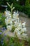 Glorious Lilium candidum, Madonna Lily a plant in the genus Lilium