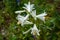 Glorious Lilium candidum, Madonna Lily a plant in the genus Lilium