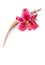 Glorious lily flower set with a coco palm leaf, is